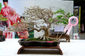 Penang Bonsai show 2023 (47).jpg
