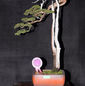 1st edition Bonsai Carnival in April 2011_25.jpeg