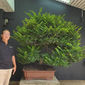 Exclusive Bonsai Demonstration assosiates with the Indian Bonsai Association 2020_4.jpeg