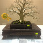 Terengganu Bonsai Exhibition & Competition 2015_26.jpeg