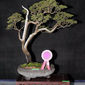1st edition Bonsai Carnival in April 2011_16.jpeg
