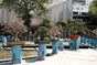 Penang Bonsai show 2023 (33).jpg