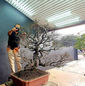 Exclusive Bonsai Demonstration assosiates with the Indian Bonsai Association 2020_3.jpeg