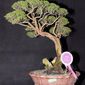 1st edition Bonsai Carnival in April 2011_20.jpeg