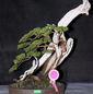 1st edition Bonsai Carnival in April 2011_15.jpeg