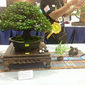 Terengganu Bonsai Exhibition & Competition 2015_23.jpeg