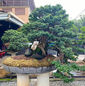 Exclusive Bonsai Demonstration assosiates with the Indian Bonsai Association 2020_10.jpeg