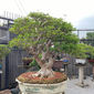 Exclusive Bonsai Demonstration assosiates with the Indian Bonsai Association 2020_9.jpeg