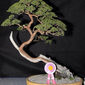 1st edition Bonsai Carnival in April 2011_26.jpeg
