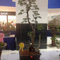 Terengganu Bonsai Exhibition & Competition 2015_22.jpeg