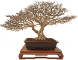 DSC07282_edited.png