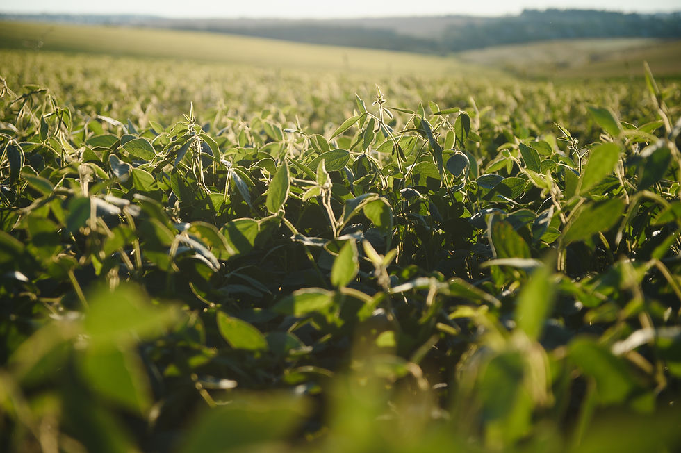 soy-field-and-soy-plants-in-early-morning-light-s-2023-12-12-02-17-52-utc.jpg