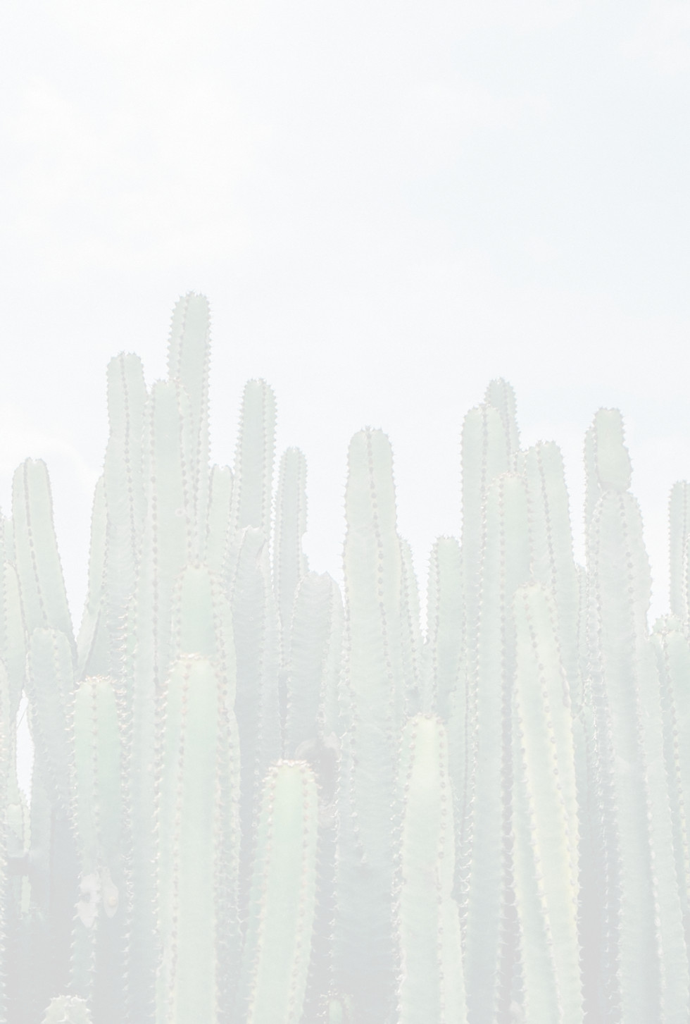 A crowd of Cactus_edited_edited.jpg