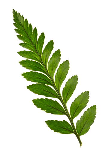 Green Leaf Close-Up_edited.png
