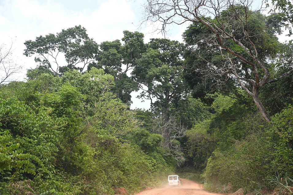 Rainforest Background.JPG