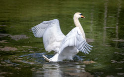 Swan