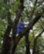 Harvesting walnuts from the trees in Kashmir