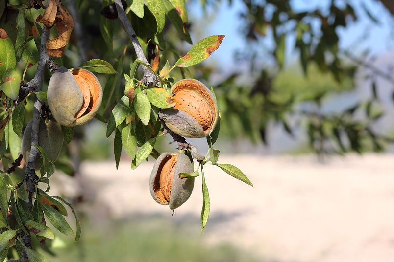 PB Kashmir Mamra Almonds