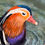 Thumbnail: Jeremy Bear - Mandarin Ducks in Sussex