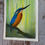 Thumbnail: Luke Brabants - Kingfisher