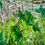 Thumbnail: Catherine Farr - Edge of Meadow with Spotted Orchids and Water Liles
