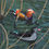 Thumbnail: Jeremy Bear - Mandarin Ducks in Sussex