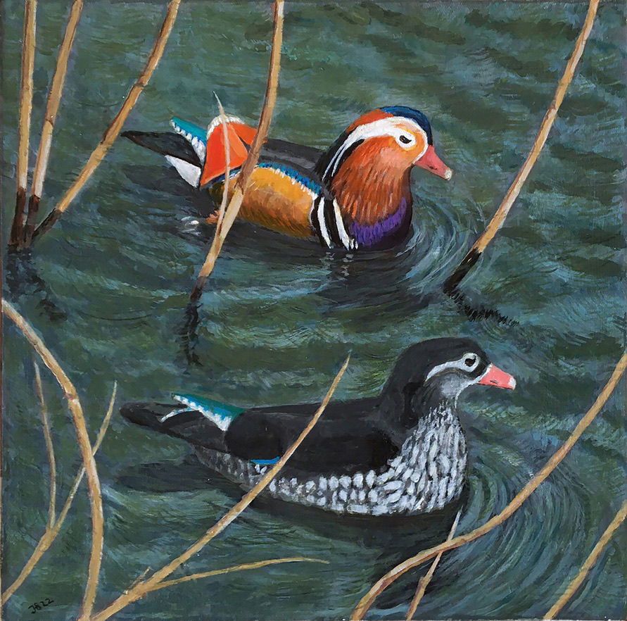 Jeremy Bear - Mandarin Ducks in Sussex