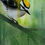 Thumbnail: Luke Brabants - Goldcrest