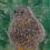 Thumbnail: Eileen Counsell  - Young kestrel