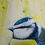 Thumbnail: Luke Brabants - Bluetit