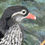 Thumbnail: Jeremy Bear - Mandarin Ducks in Sussex