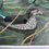 Thumbnail: Jeremy Bear - Mandarin Ducks in Sussex