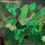 Thumbnail: Catherine Farr - Meadow with daisies