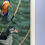 Thumbnail: Jeremy Bear - Mandarin Ducks in Sussex