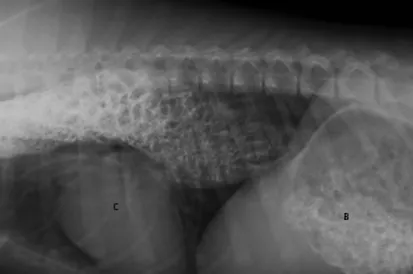 消化器科 日暮里動物病院