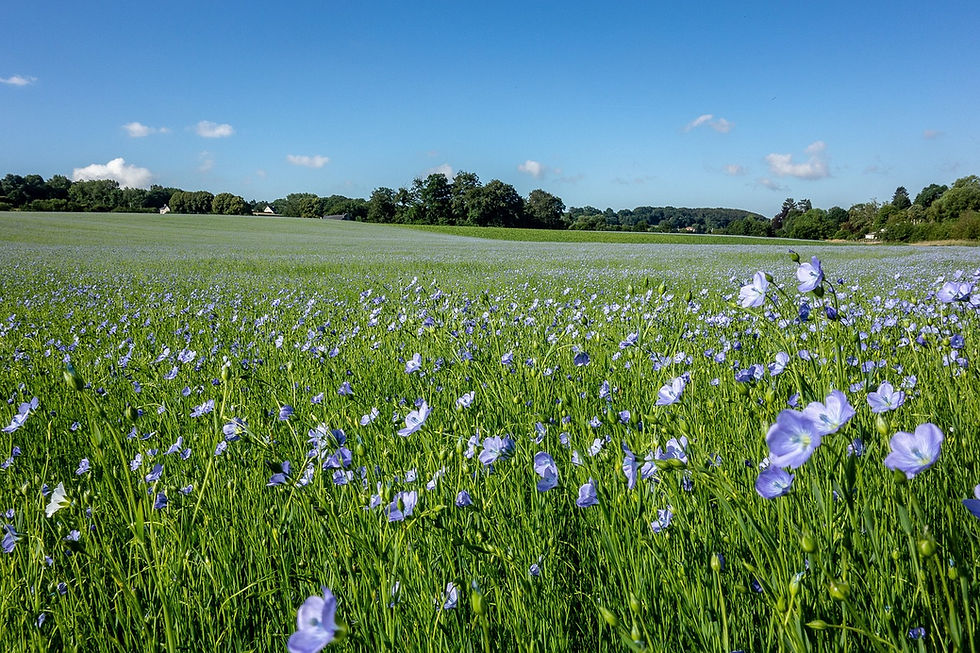 fields-3500447_1280.jpg