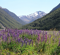 New Zealand Landscape.png