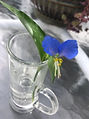 Blue Asiatic Dayflower.jpg
