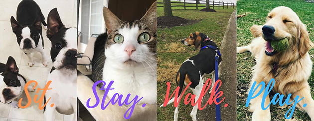 Pet Sitter And Dog Walker Creature Comforts Of Columbia