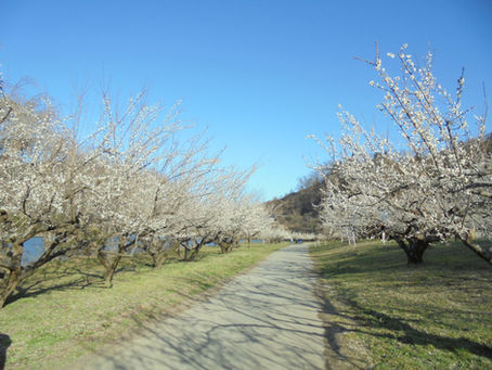 信州新町ろうかく梅園