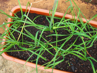 Chives for Malaysian Oyster Omelette