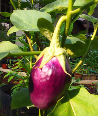 Eggplant Harvest