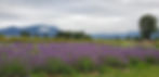 lavander fiels 1.jpg