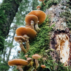 Siberian Chaga