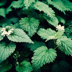 Nettle Plant Heals