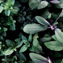 Cinnamon and Sage are Stronger than any Chemistry!
