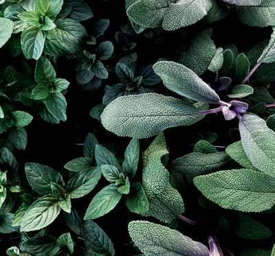 Cinnamon and Sage are Stronger than any Chemistry!