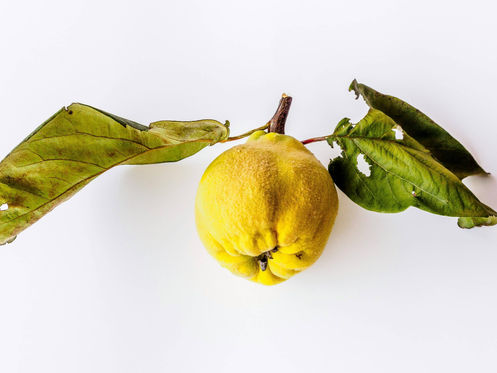 Quince Compote