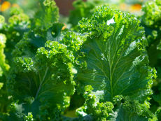 Kale Green Elixir