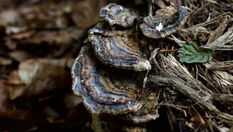   The-Turkey-Tail-mushroom-and-its-healing-properties